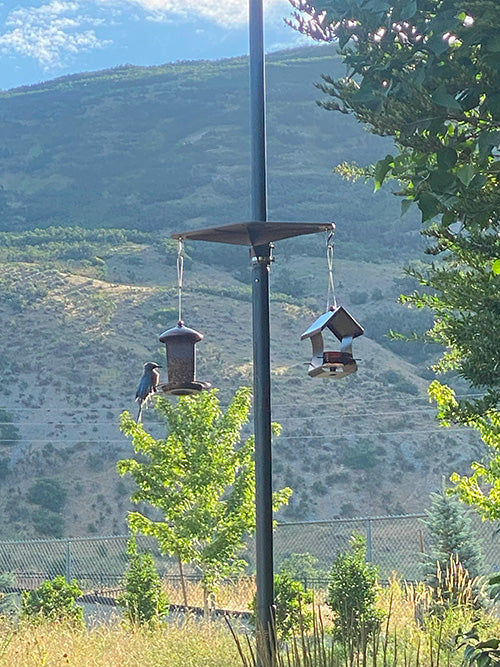 Flagpole Bird Platform and Feeders