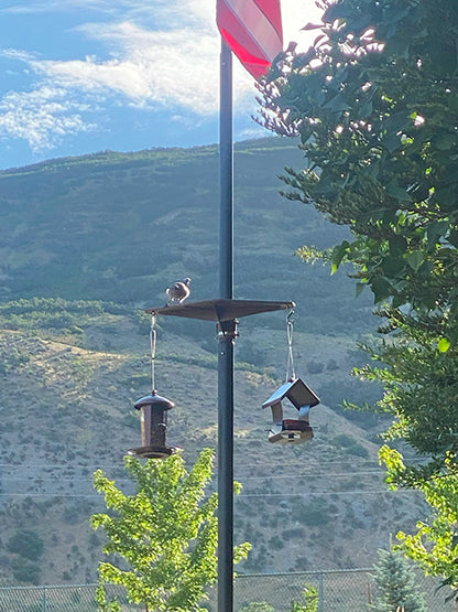 Flagpole Bird Platform and Feeders